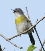 Apalis à gorge jaune