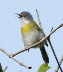 Apalis à gorge jaune