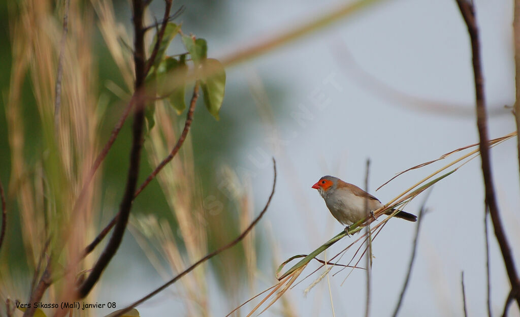 Orange-cheeked Waxbilladult