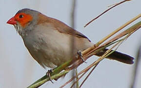 Orange-cheeked Waxbill