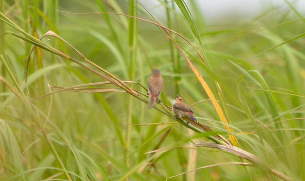 Orange-cheeked Waxbill