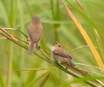 Orange-cheeked Waxbill