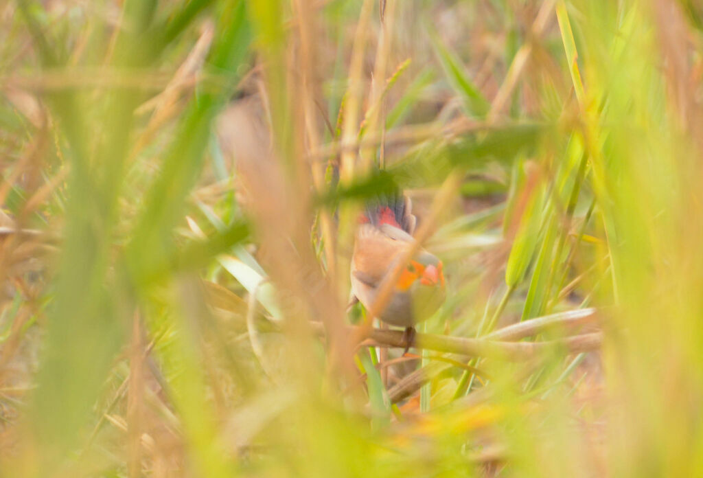 Orange-cheeked Waxbill