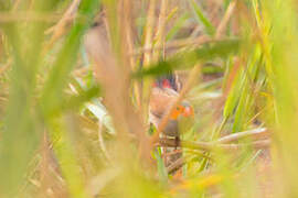 Orange-cheeked Waxbill