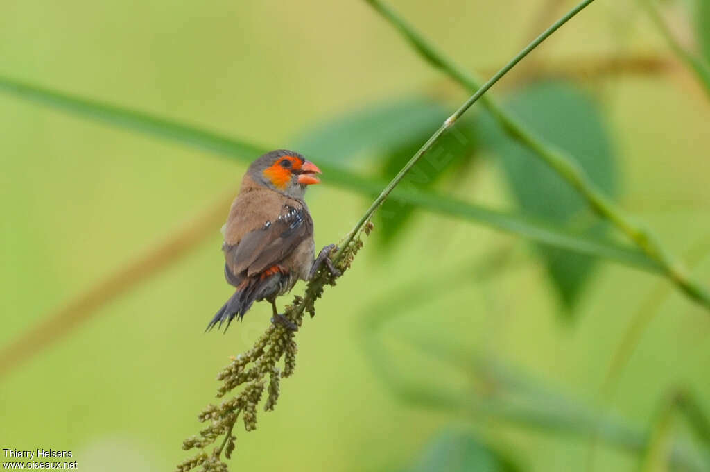 Orange-cheeked Waxbilladult, moulting, eats