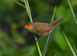 Orange-cheeked Waxbill