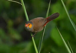 Orange-cheeked Waxbill