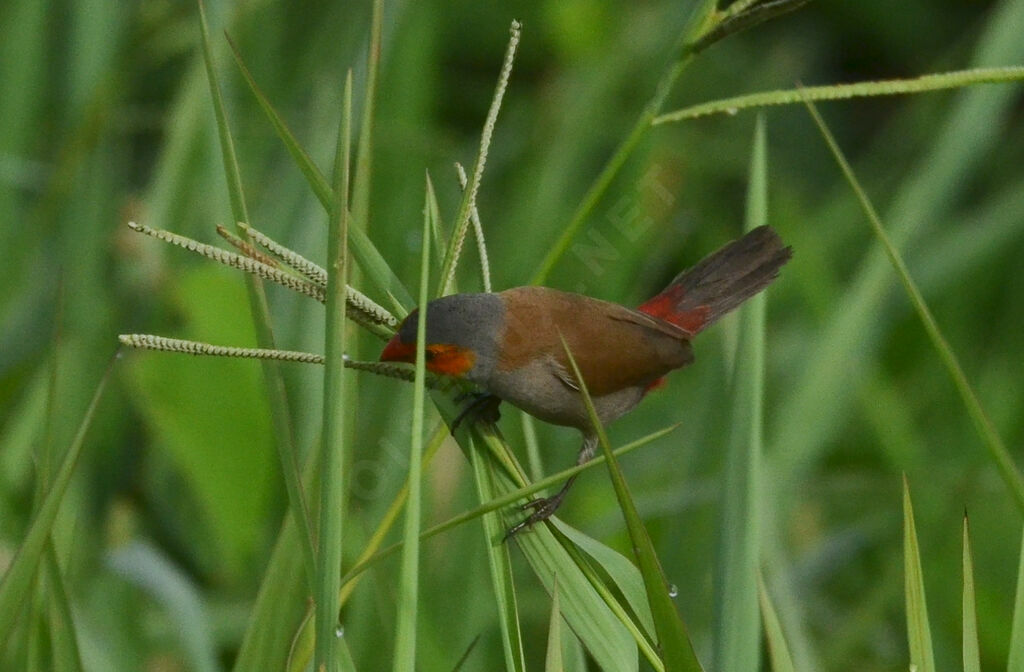 Orange-cheeked Waxbilladult, identification