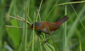 Orange-cheeked Waxbill