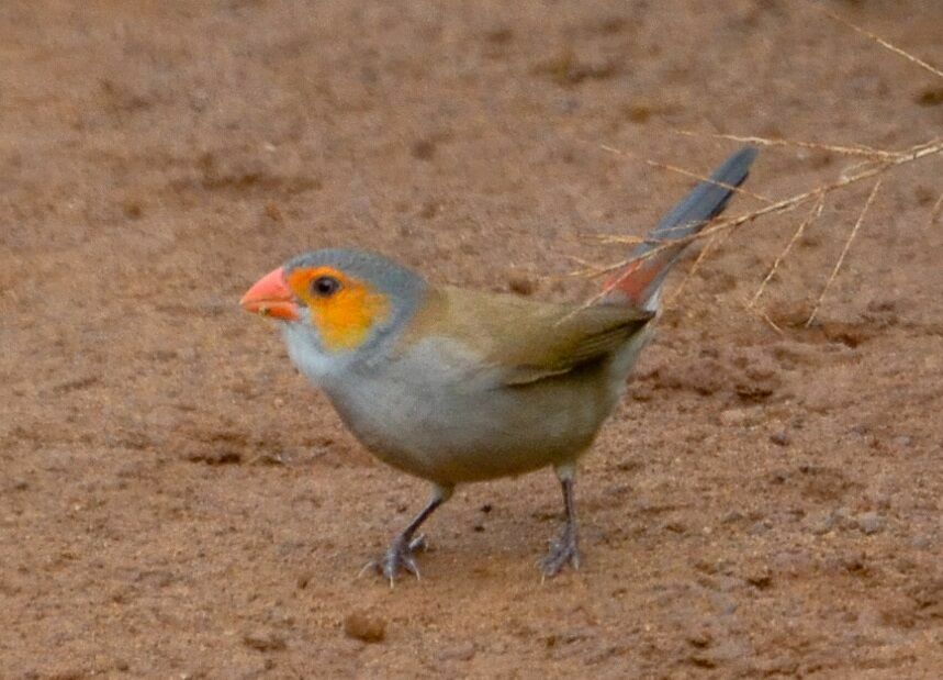 Astrild à joues orangeadulte, identification