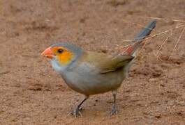 Orange-cheeked Waxbill