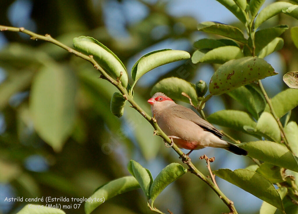 Black-rumped Waxbill