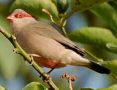 Black-rumped Waxbill