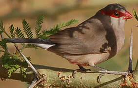 Black-rumped Waxbill