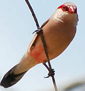 Black-rumped Waxbill