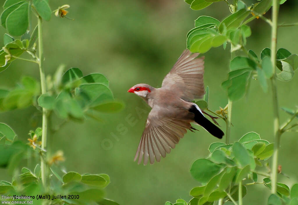 Black-rumped Waxbilladult, pigmentation, Flight