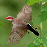 Black-rumped Waxbill