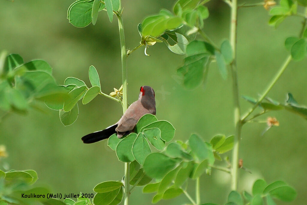 Black-rumped Waxbilladult, identification