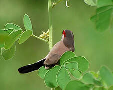 Black-rumped Waxbill