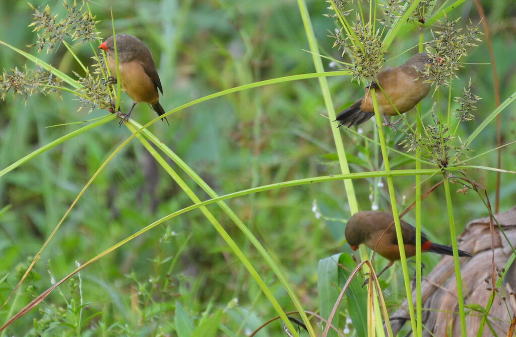 Anambra Waxbill, eats