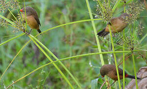 Anambra Waxbill