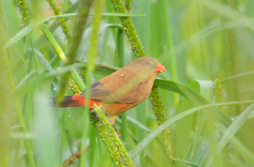 Anambra Waxbilladult, identification