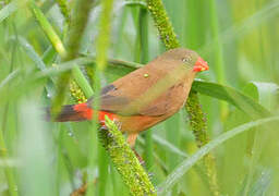 Anambra Waxbill