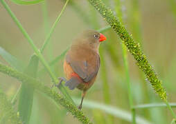 Anambra Waxbill