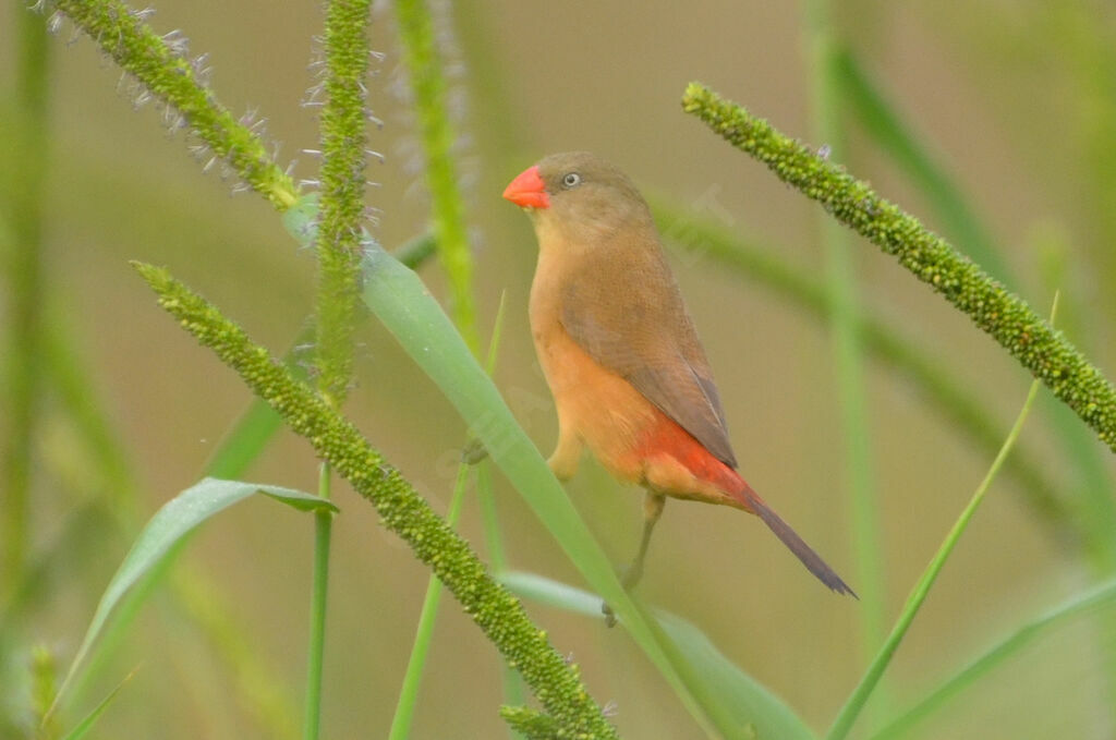 Anambra Waxbilladult, identification