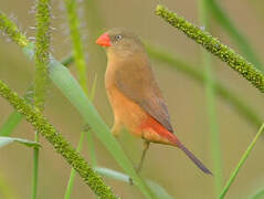 Anambra Waxbill