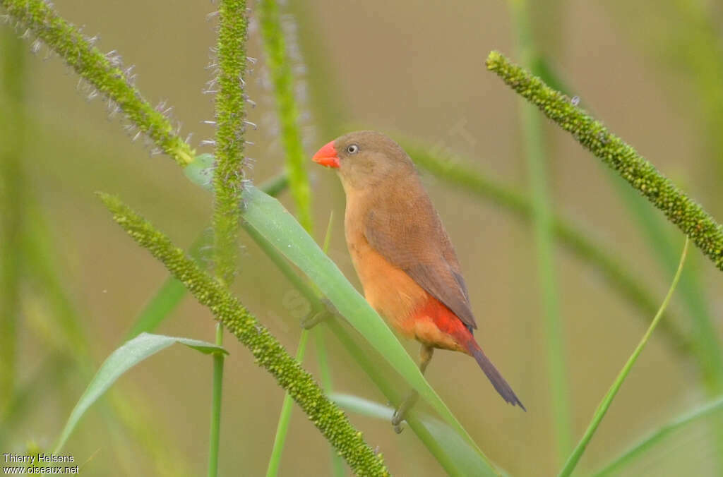 Anambra Waxbilladult, identification