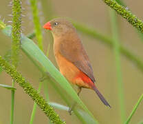 Anambra Waxbill