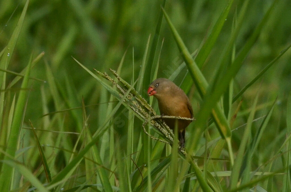 Anambra Waxbilladult, identification