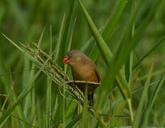 Anambra Waxbill