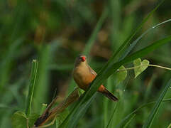 Anambra Waxbill