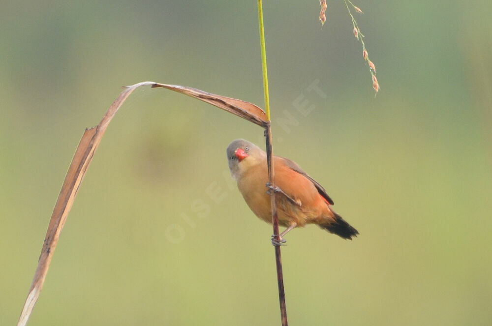 Anambra Waxbill