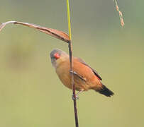 Anambra Waxbill