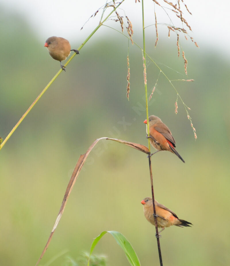 Anambra Waxbill