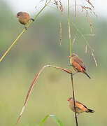 Anambra Waxbill