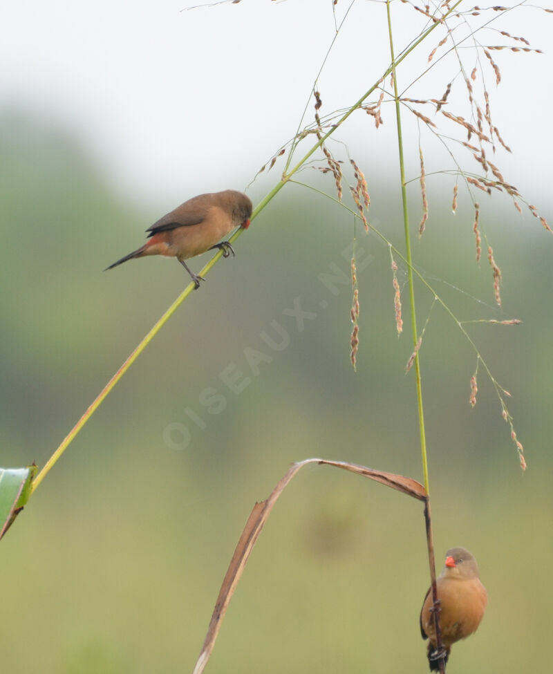 Anambra Waxbill