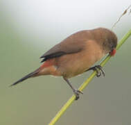 Anambra Waxbill