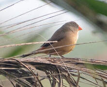 Anambra Waxbill