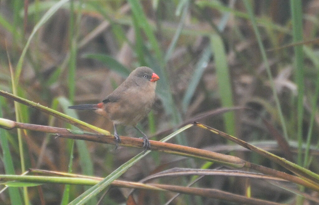 Anambra Waxbill, identification