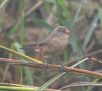 Anambra Waxbill