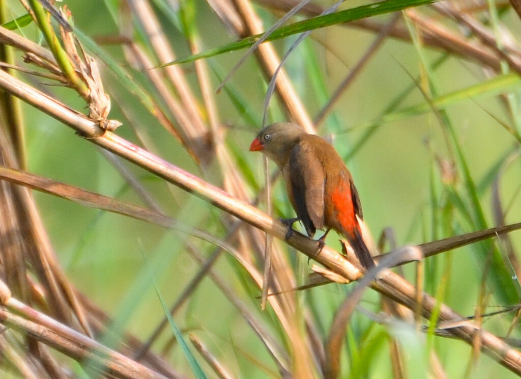 Astrild du Nigeradulte, identification