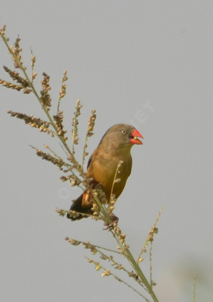 Anambra Waxbilladult, identification