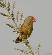 Anambra Waxbill