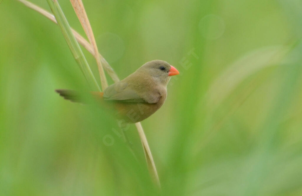 Anambra Waxbill