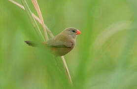 Anambra Waxbill