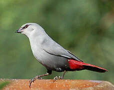 Lavender Waxbill